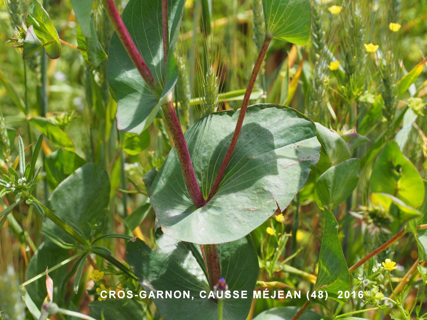 Hare's-Ear, Common leaf